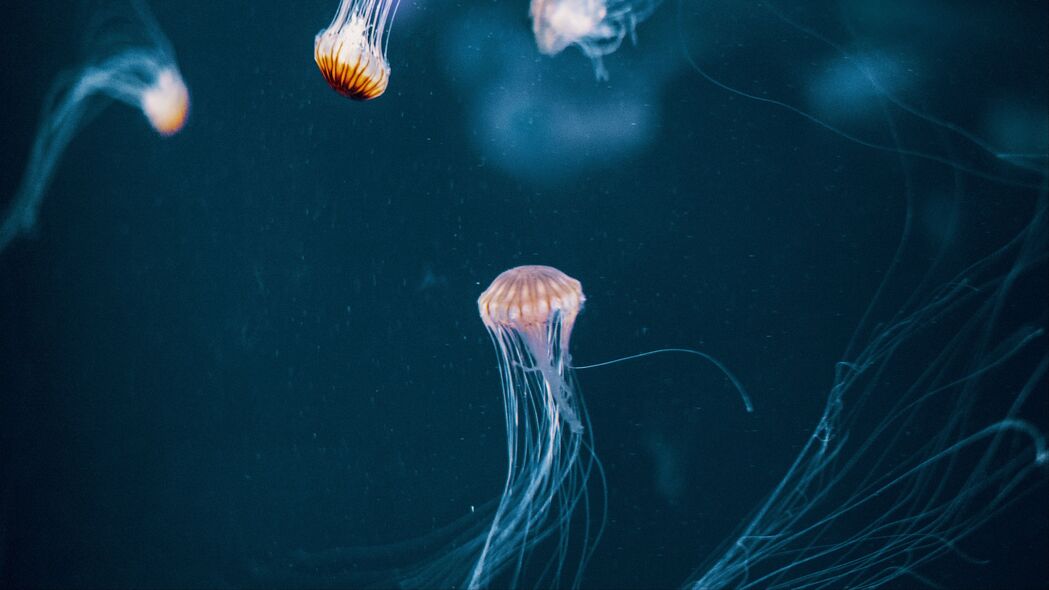水母 触手 海底世界 深色 4k壁纸 3840x2160