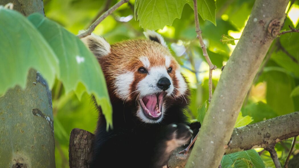红熊猫 熊猫 滑稽 突出舌头 4k壁纸 3840x2160