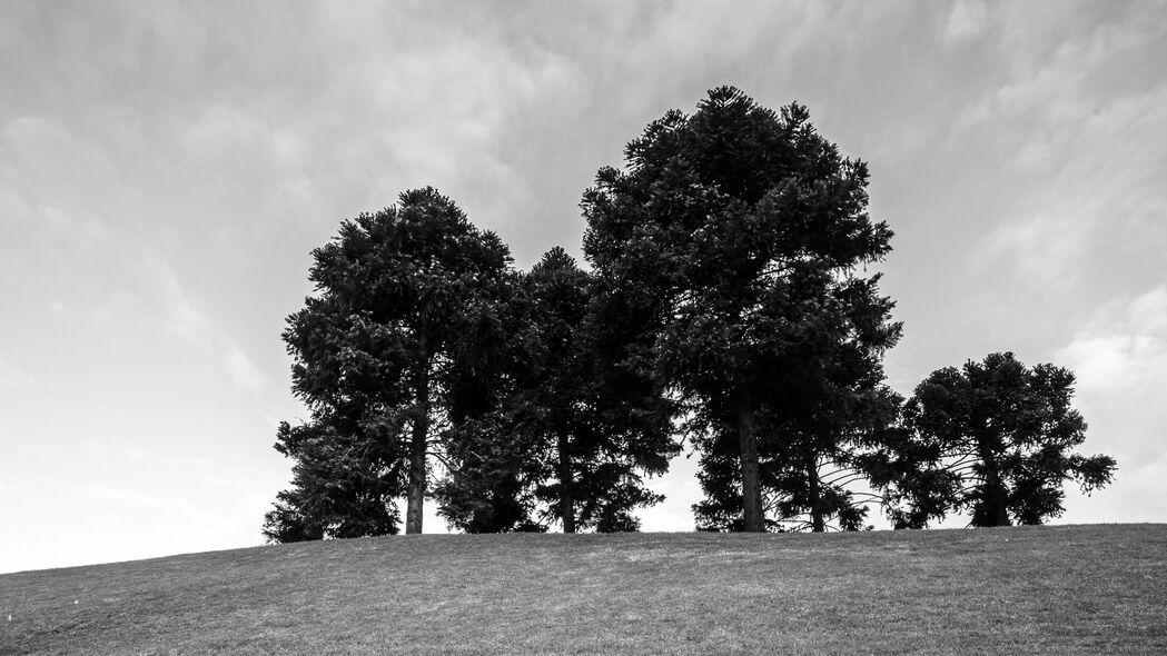 树 草 bw 地平线 4k壁纸 3840x2160