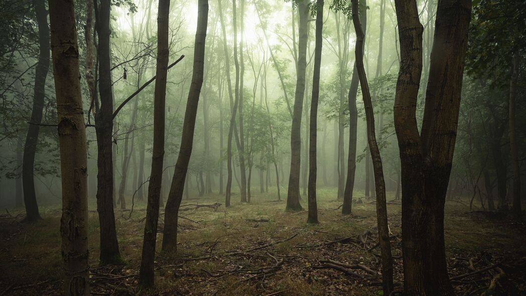 森林 树木 雾 树枝 4k壁纸 3840x2160