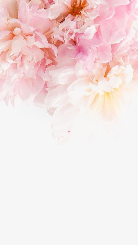 粉色牡丹PNG透明图片，高清装饰元素，植物设计素材下载