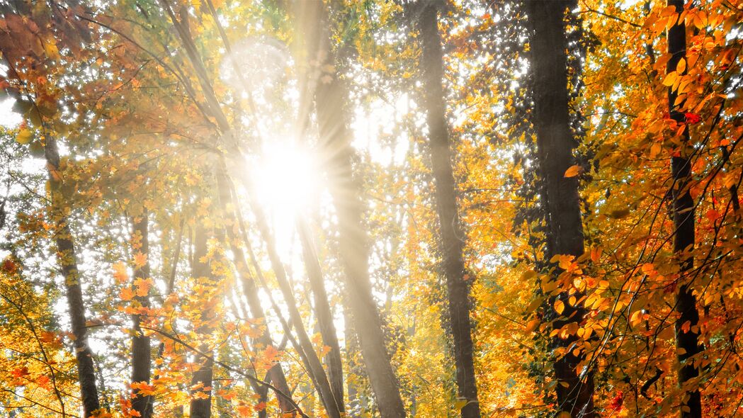 太阳 树木 光线 森林 4k壁纸 3840x2160