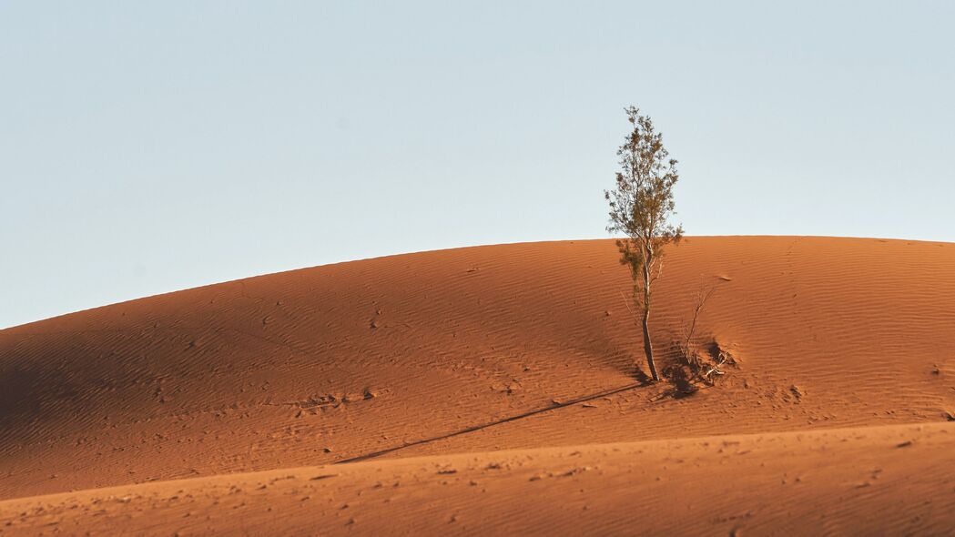 树 沙漠 沙子 天空 4k壁纸 3840x2160