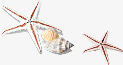 沙滩海星扇贝海螺