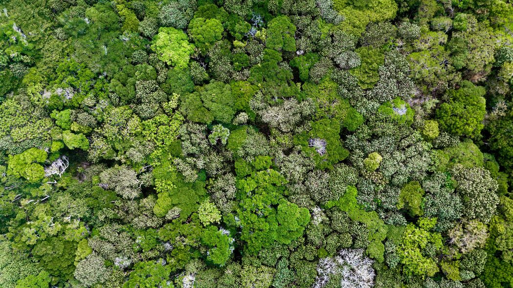 苔藓地衣植物之美，超清4K宏观壁纸，3840x2160高清背景图片，免费下载