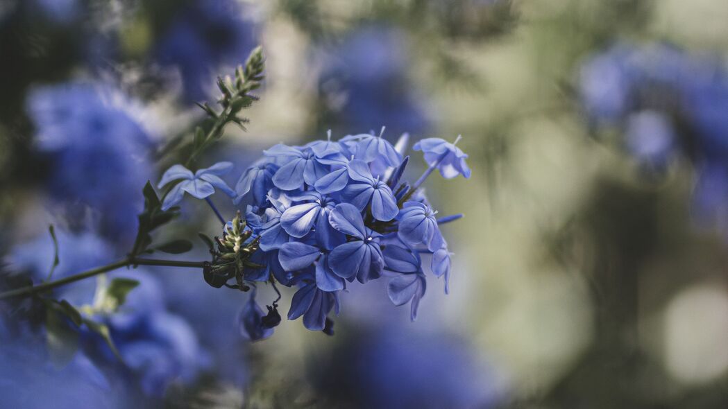 蓝色花朵 花朵 绽放 模糊 4k壁纸 3840x2160