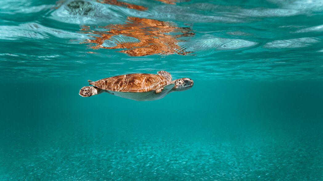 乌龟 动物 水下世界 水上 4k壁纸 3840x2160