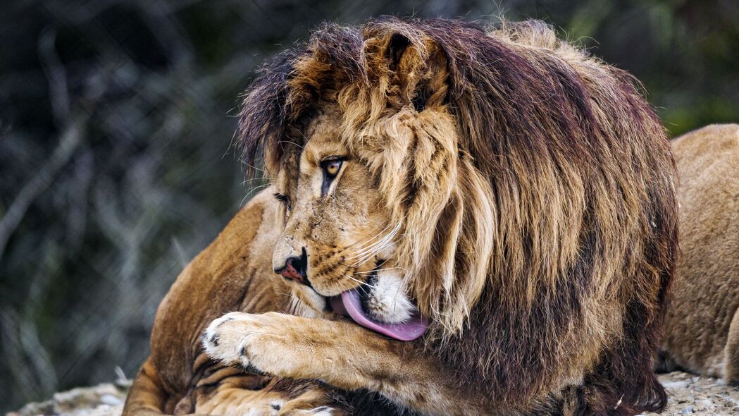 狮子 大猫 突出的舌头 捕食者 4k壁纸 3840x2160