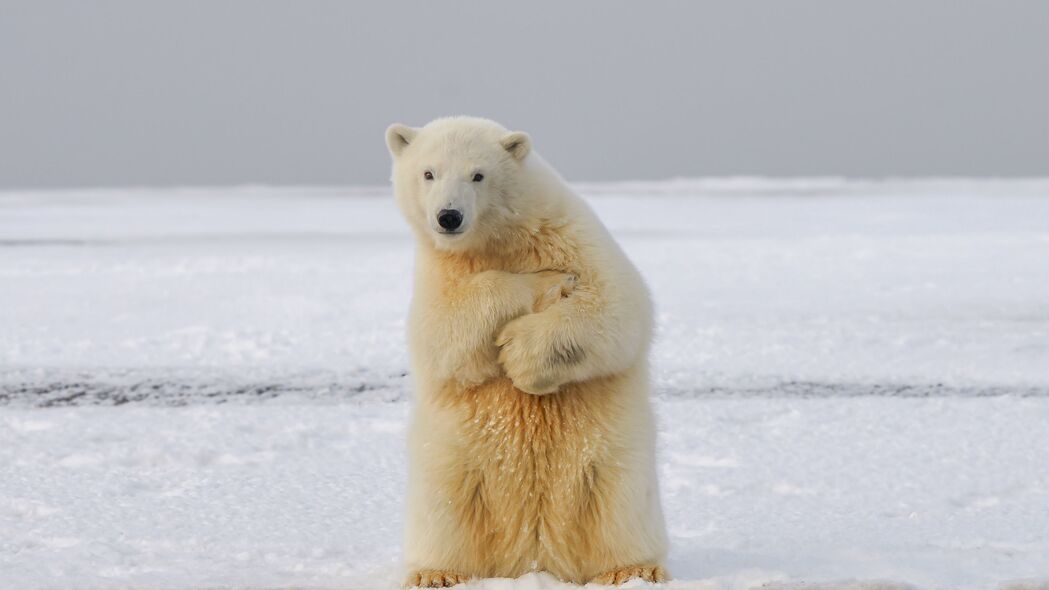 北极熊 熊 搞笑 冰雪 4k壁纸 3840x2160