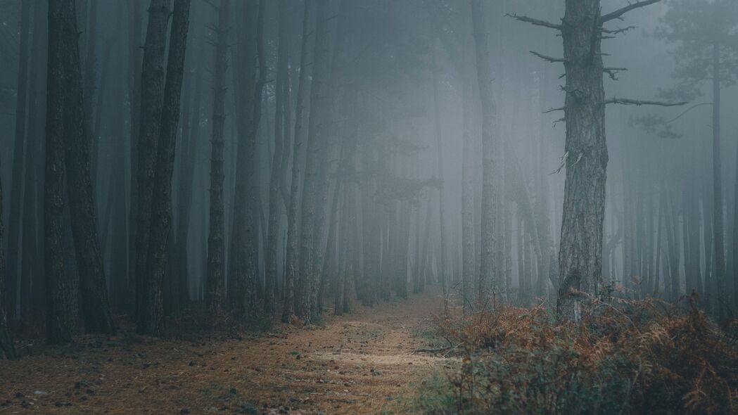 森林 雾 树 路径 黑暗 4k壁纸 3840x2160