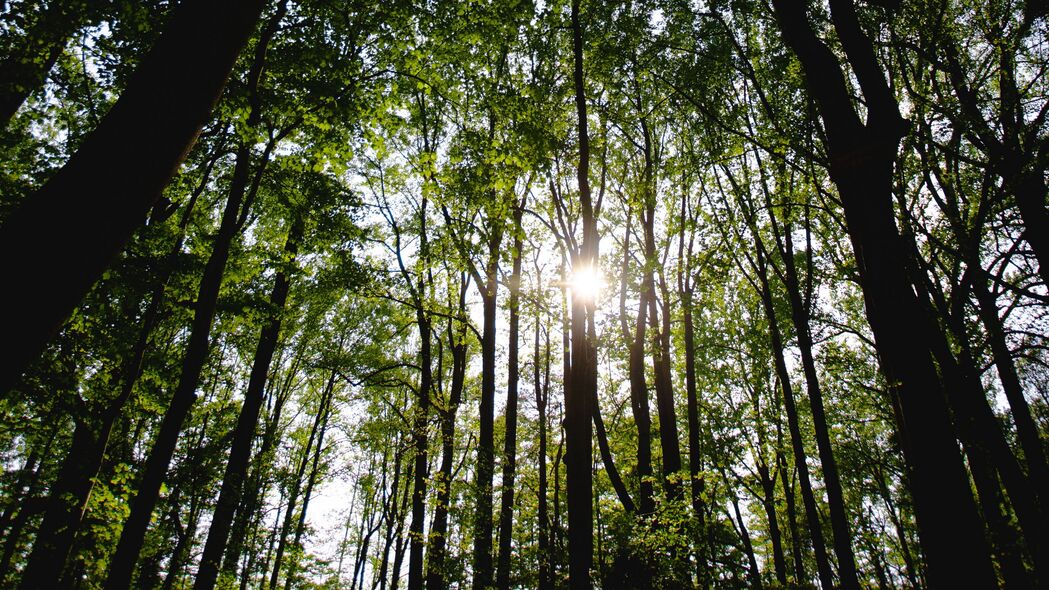 树木 森林 光线 阳光 4k壁纸 3840x2160
