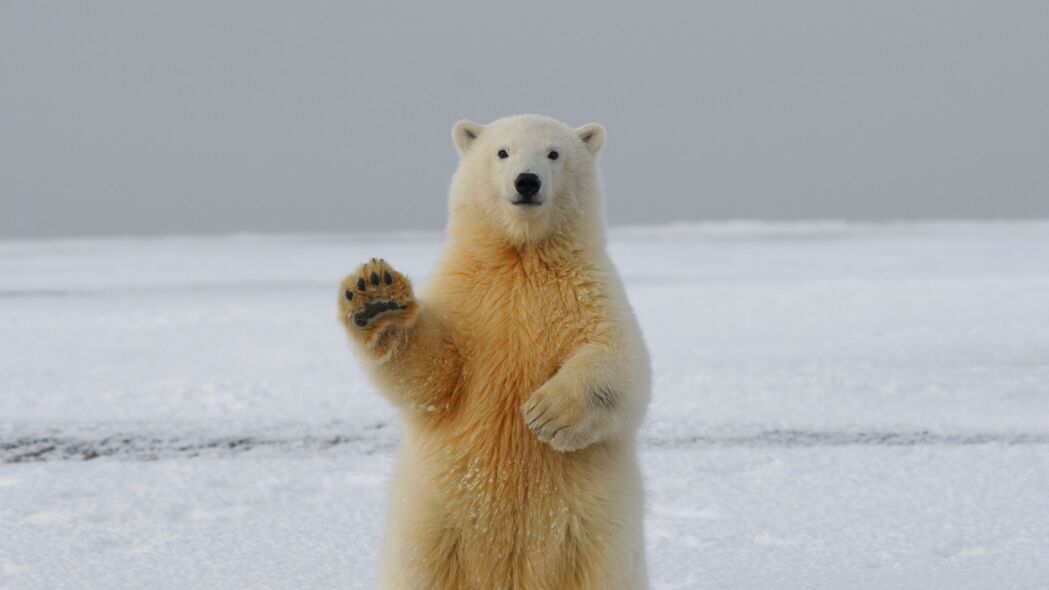 北极熊 熊 爪子 有趣的 4k壁纸 3840x2160