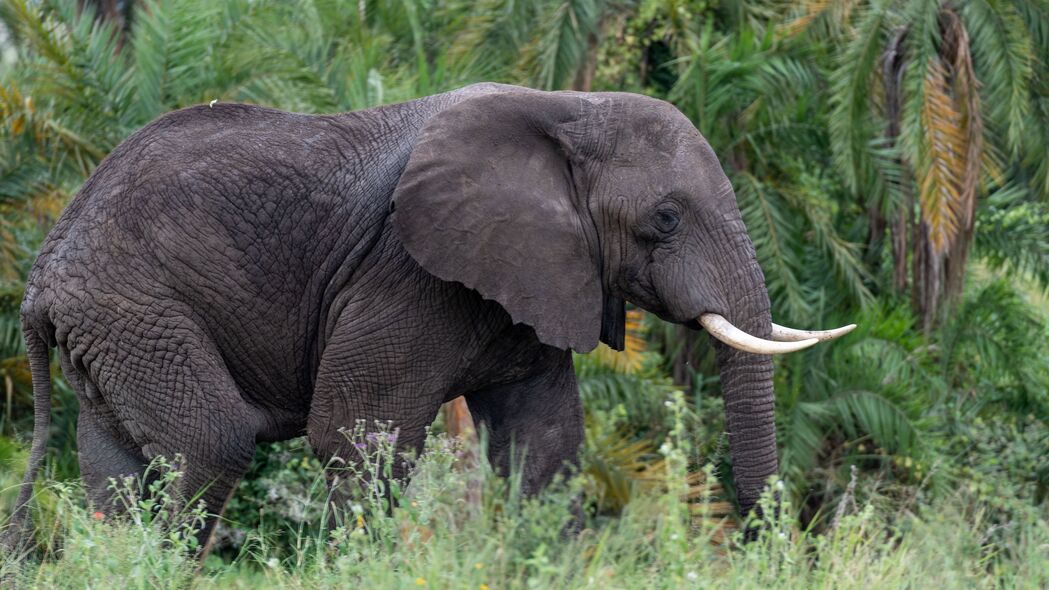 大象 象牙 动物 草 4k壁纸 3840x2160