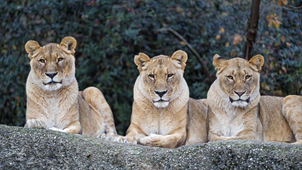 母狮 大猫 捕食者 浏览 4k壁纸 3840x2160