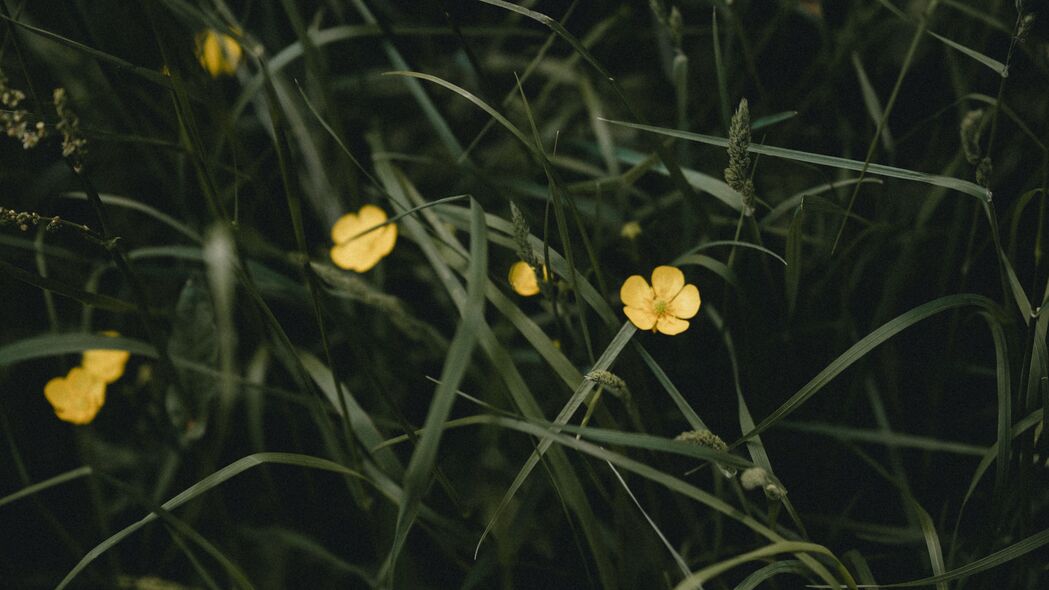 花朵 黄色 草 植物 4k壁纸 3840x2160