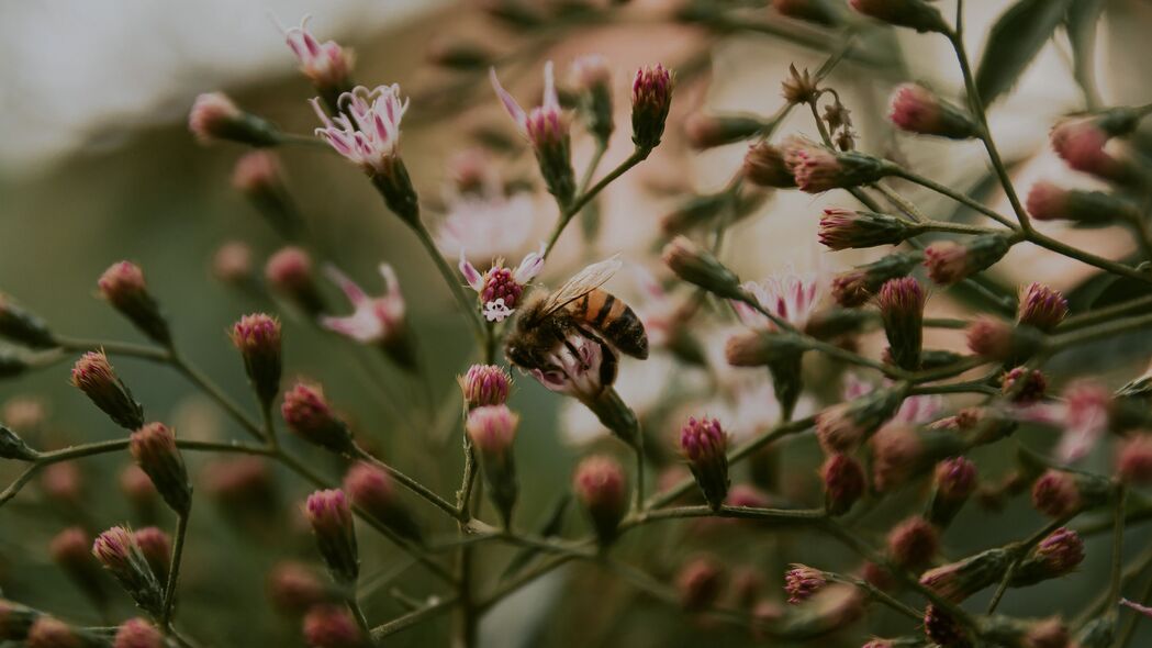 蜜蜂 昆虫 花卉 植物 4k壁纸 3840x2160