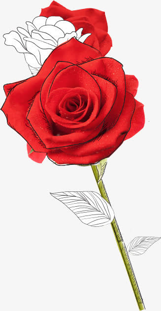 红色手绘画玫瑰背景