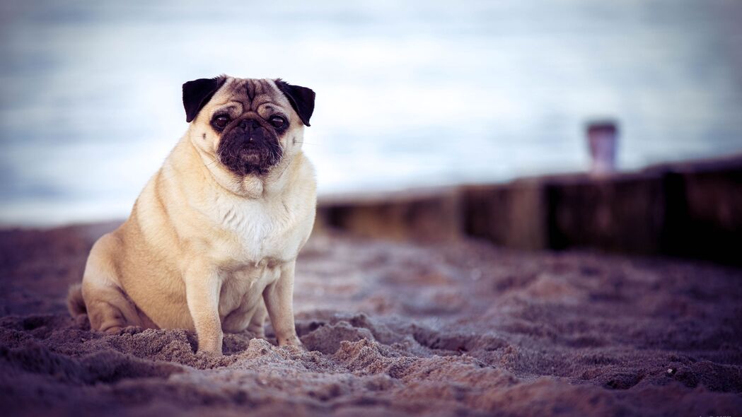 探索Pug狗的夏日海滩风情，4K超高清壁纸下载（3840x2160）