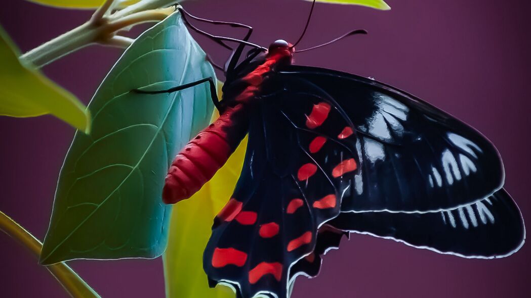 蝴蝶 翅膀 图案 树叶 植物 4k壁纸 3840x2160