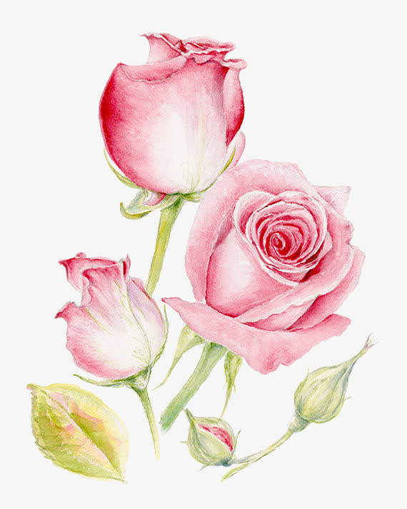 手绘粉色玫瑰图片