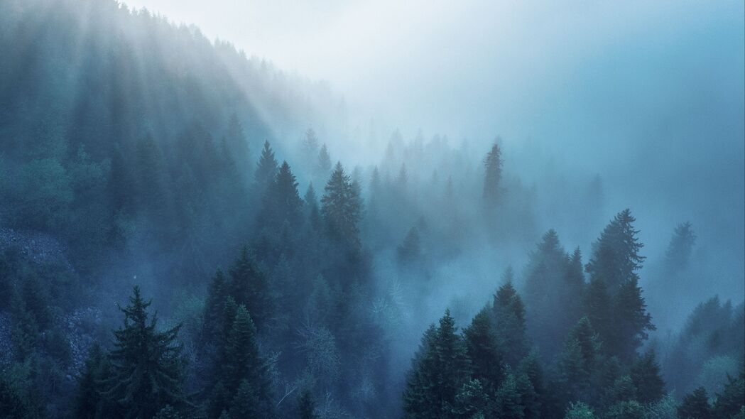 森林 树木 雾 射线 4k壁纸 3840x2160