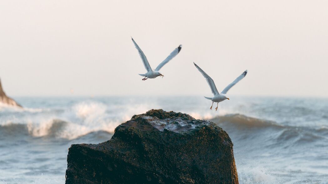 海鸥 鸟类 岩石 大海 海浪 喷涂 4k壁纸 3840x2160