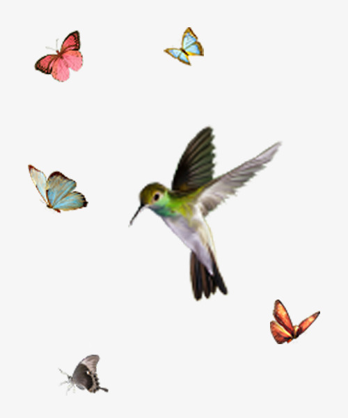飞舞的蝴蝶和小鸟