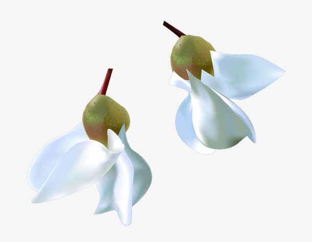 两朵白色洋槐花
