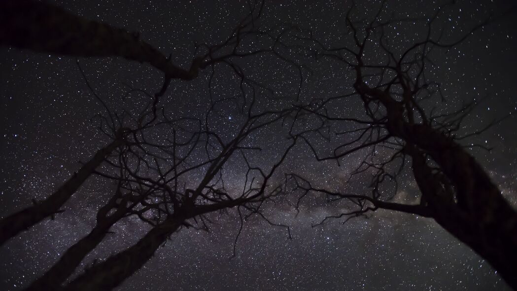 星空繁星映树枝，高清4K夜间树木壁纸，3840x2160超高清下载