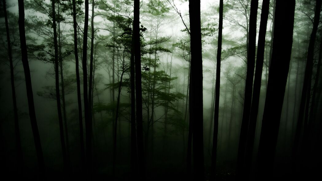 森林 树木 黑暗 雾 4k壁纸 3840x2160
