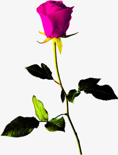 粉紫色玫瑰花枝七夕情人节