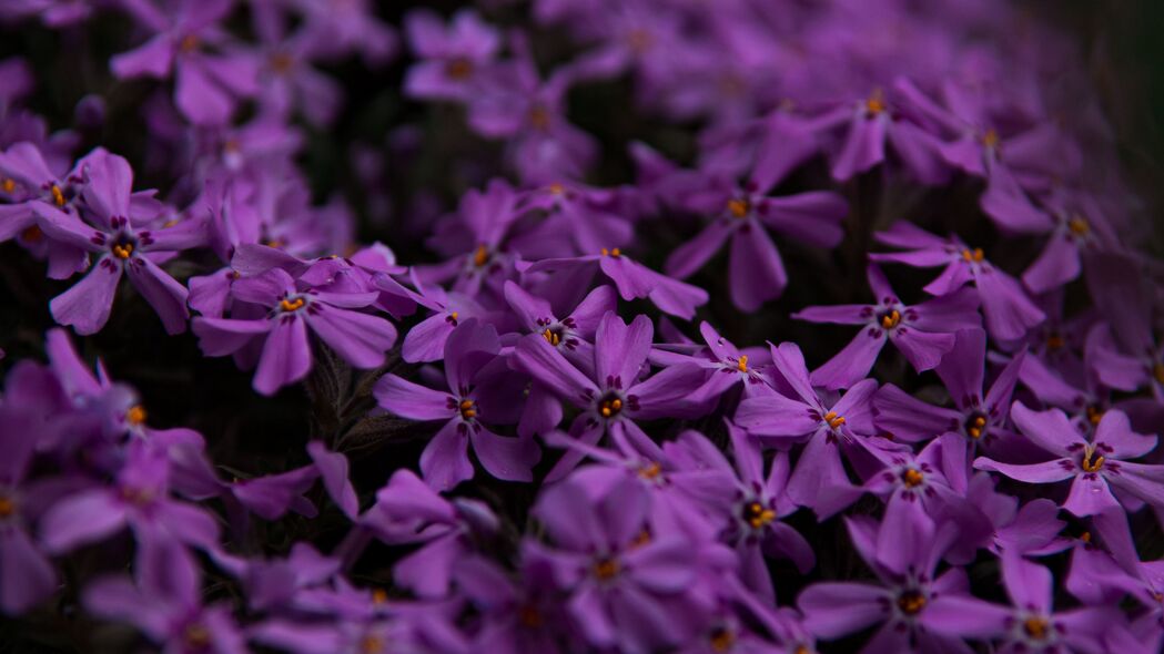 花朵 花瓣 紫色 4k壁纸 3840x2160