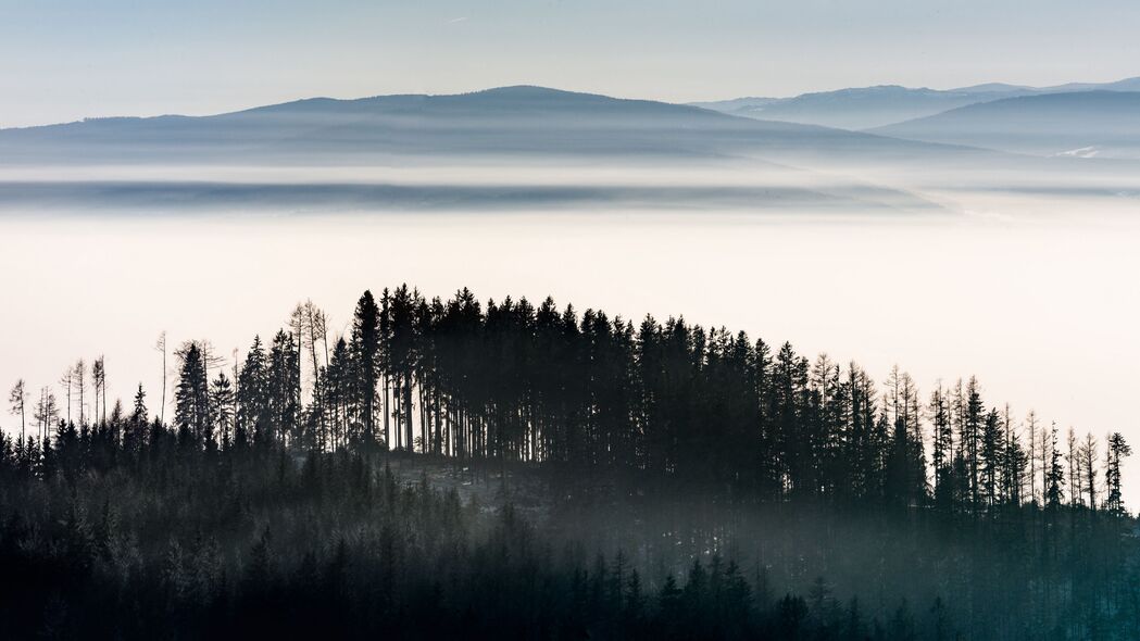 森林 树木 雾 天空 4k壁纸 3840x2160