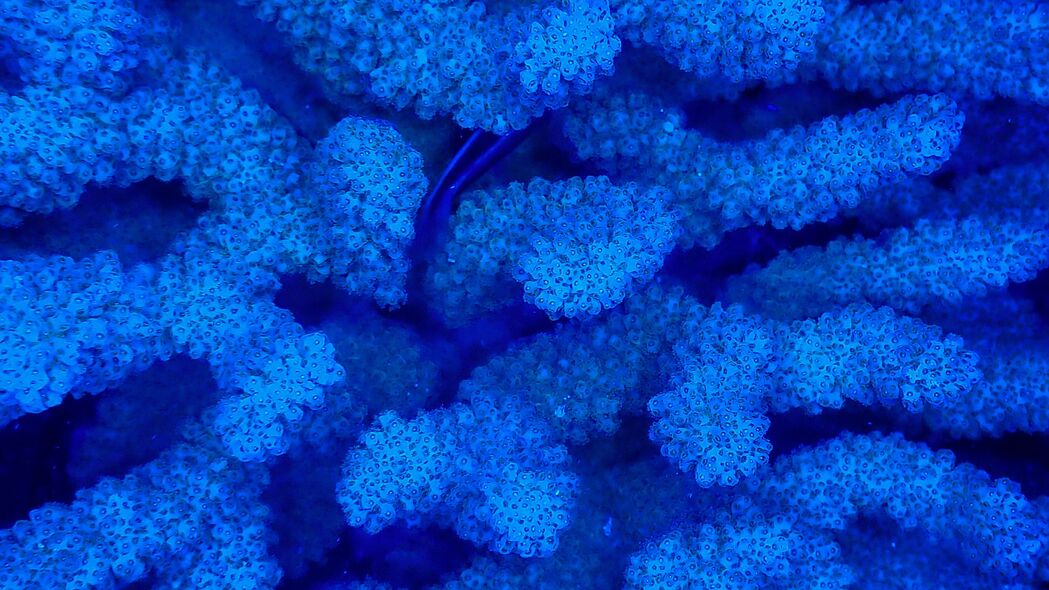 珊瑚 蓝色 水下 4k壁纸 3840x2160