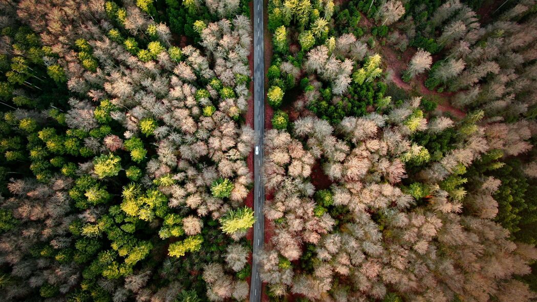 4K高清壁纸，森林道路鸟瞰图，精美标记，3840x2160超清下载