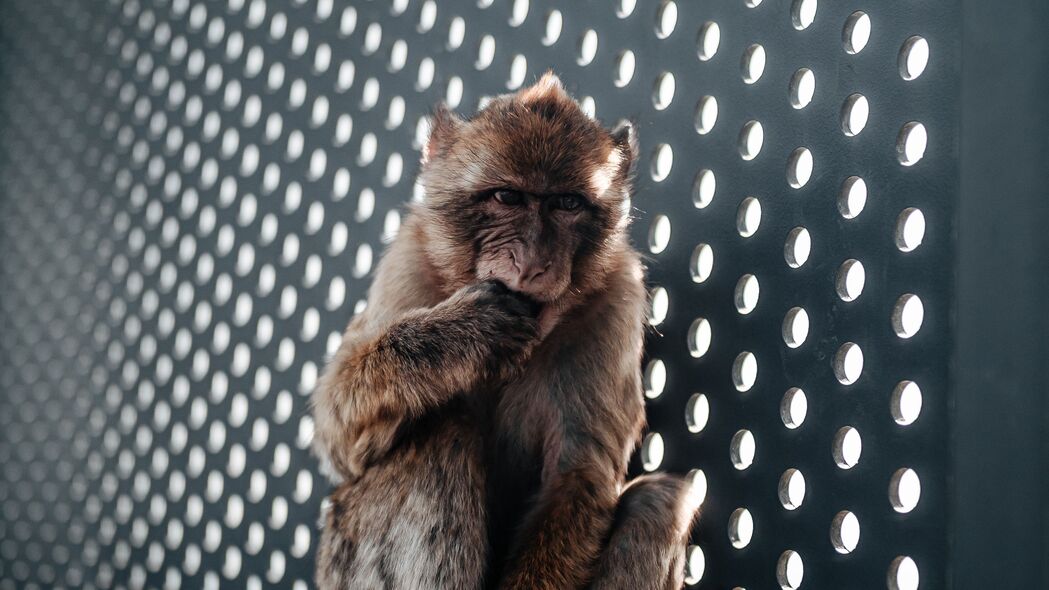 猴子 可爱 幼崽 动物 4k壁纸 3840x2160
