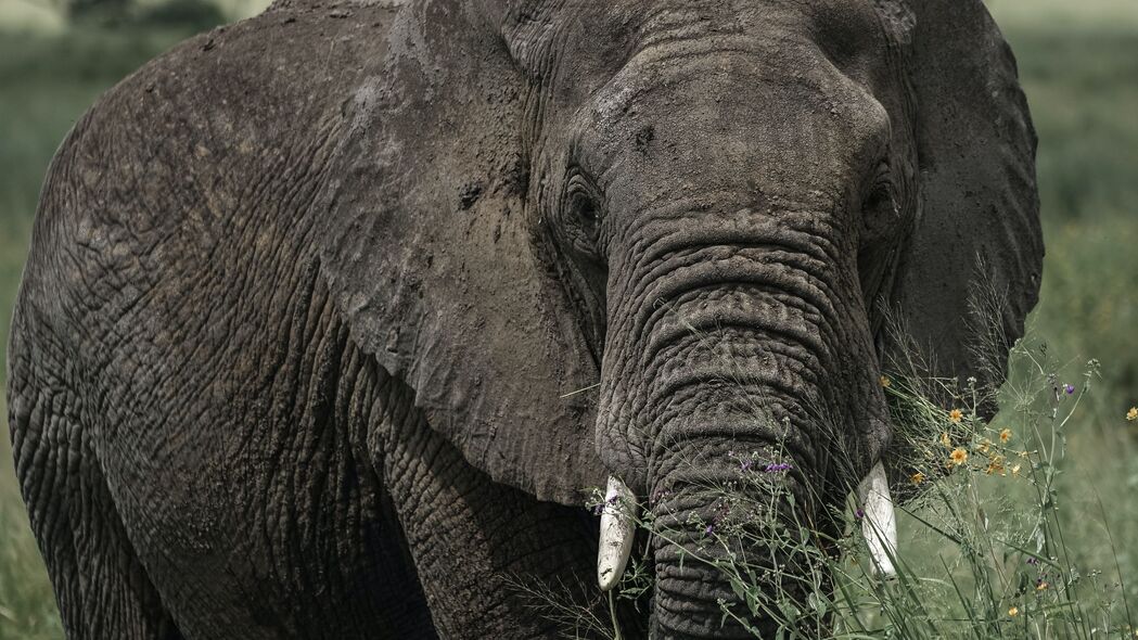 大象 象牙 草 动物 4k壁纸 3840x2160