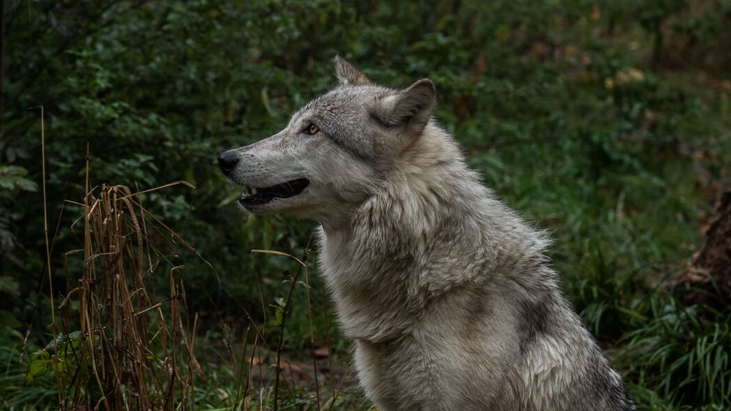 狼，獠牙捕食者4K超清壁纸，3840x2160高清下载