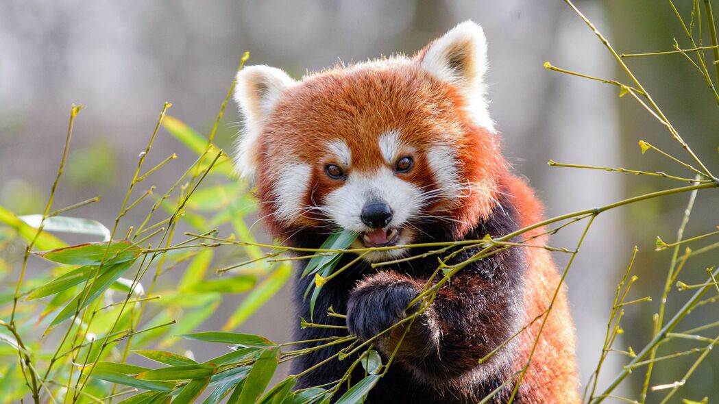 红熊猫 竹子 动物 4k壁纸 3840x2160