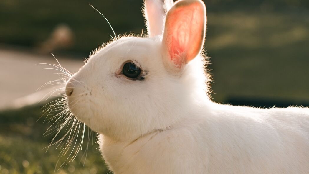 兔子 兔子 白色 个人资料 4k壁纸 3840x2160