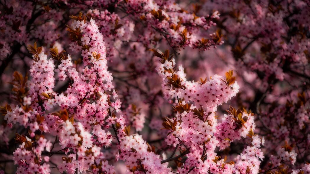 花朵 春天 绽放 粉红色 4k壁纸 3840x2160