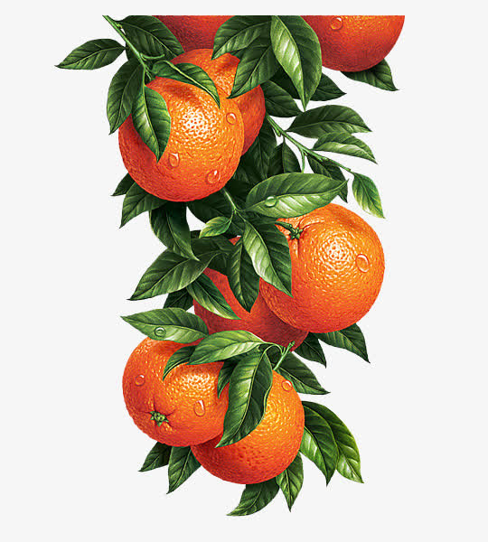 一串橙子