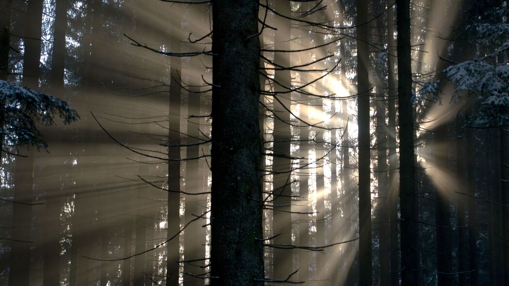 森林 光线 发光 4k壁纸 3840x2160