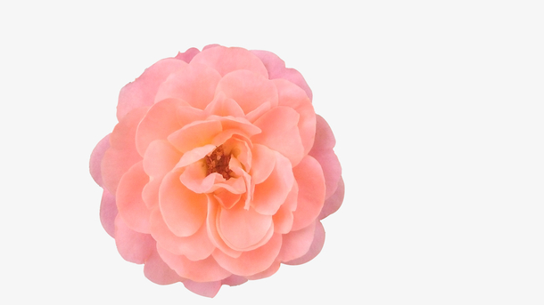 粉色花朵蔷薇科