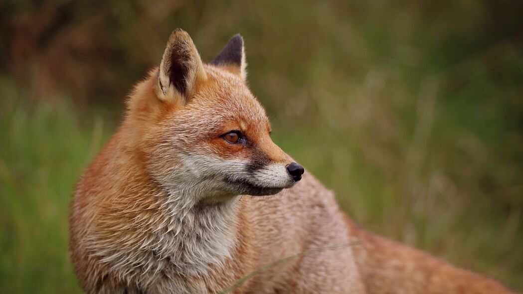 狐狸 个人资料 捕食者 动物 4k壁纸 3840x2160