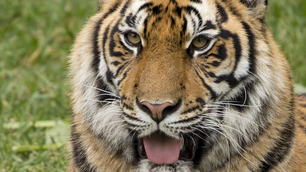 老虎 突出的舌头 捕食者 有趣的 4k壁纸 3840x2160