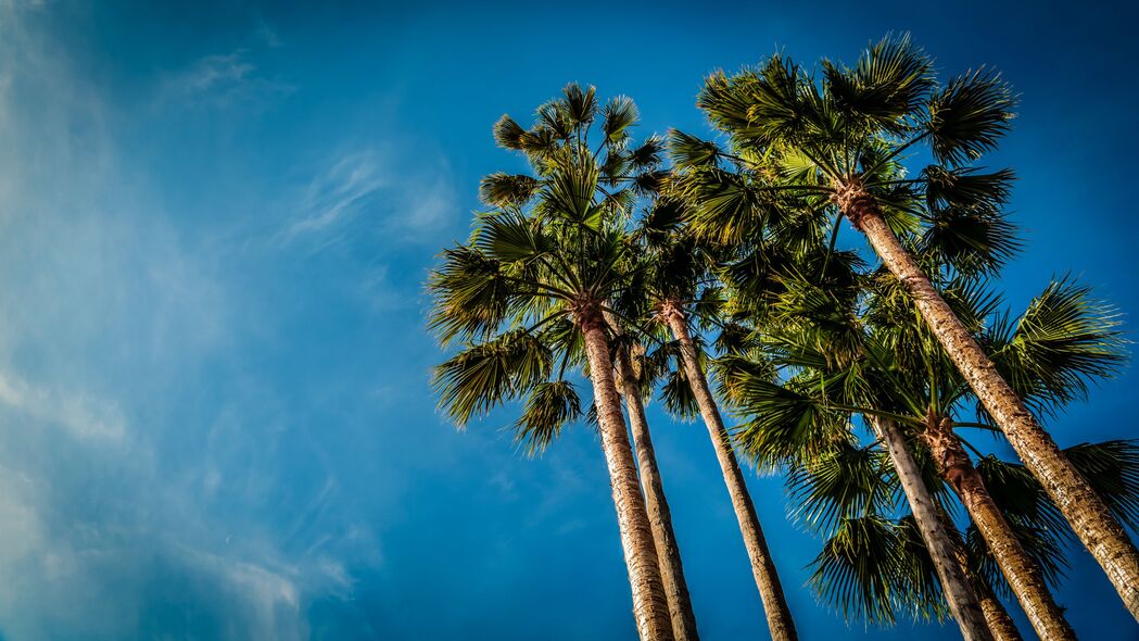 棕榈 底部视图 海滩 天空 4k壁纸 3840x2160