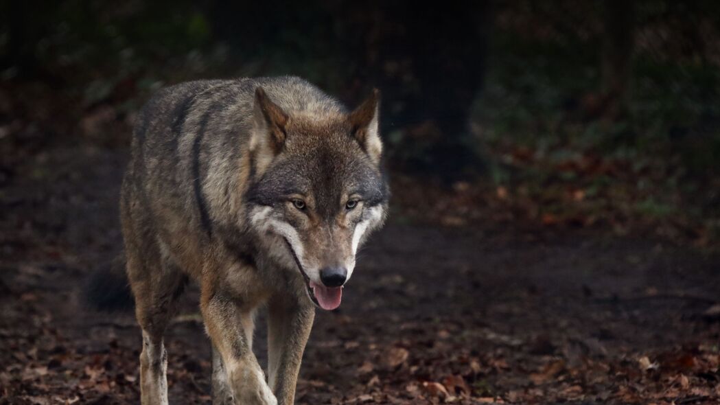 狼 突出的舌头 捕食者 4k壁纸 3840x2160