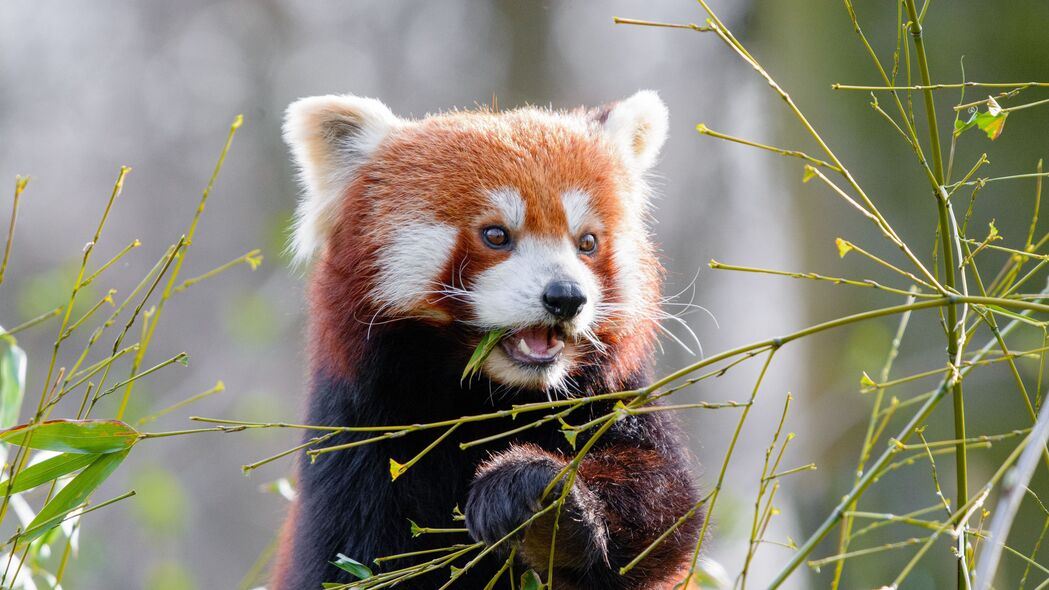 红熊猫 竹子 可爱 动物 树叶 4k壁纸 3840x2160
