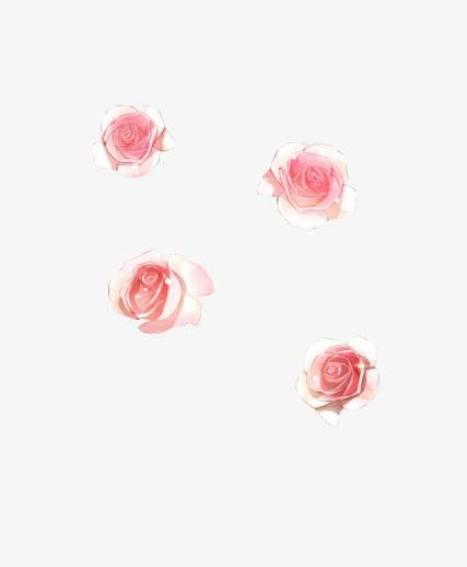 粉红色玫瑰花玫瑰花朵